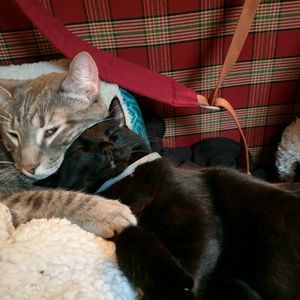 Meet your Posher, Amy